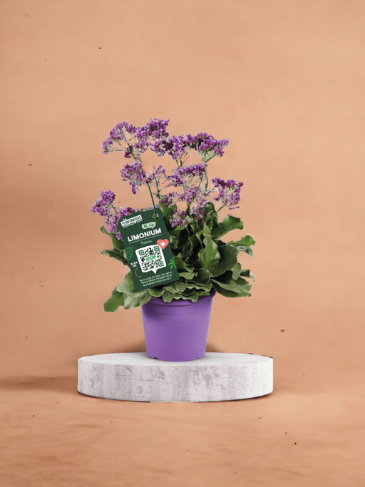 Statice Limonium