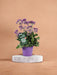 Statice Limonium