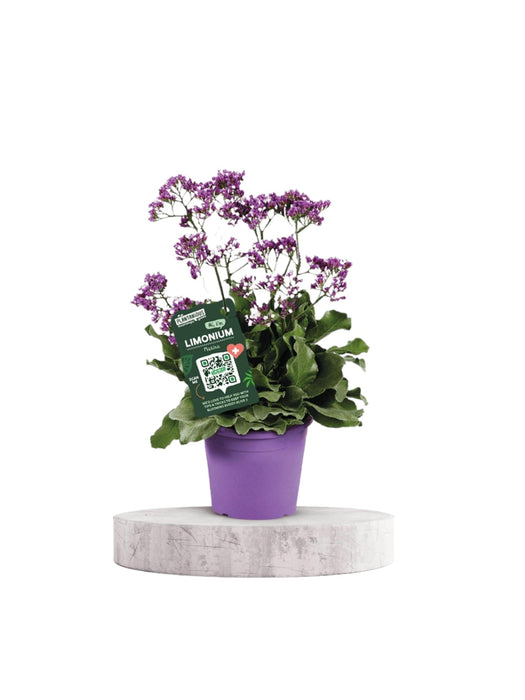 Statice Limonium