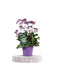 Statice Limonium