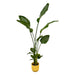 Strelitzia Nicolai 100 Cm Og Dens Gryte