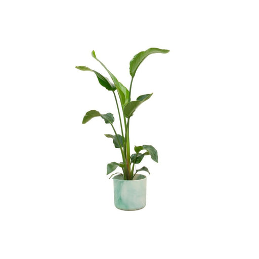 Strelitzia Nicolai 100 Cm Og Dens Gryte