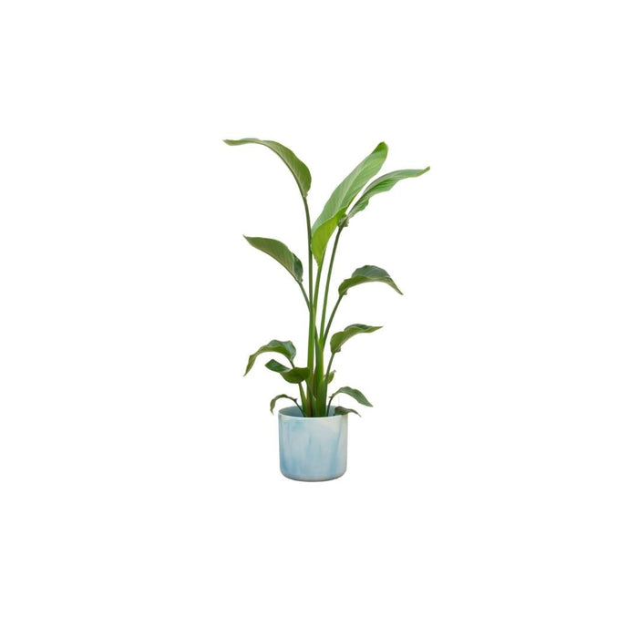 Strelitzia Nicolai 120 Cm Og Dens Pot