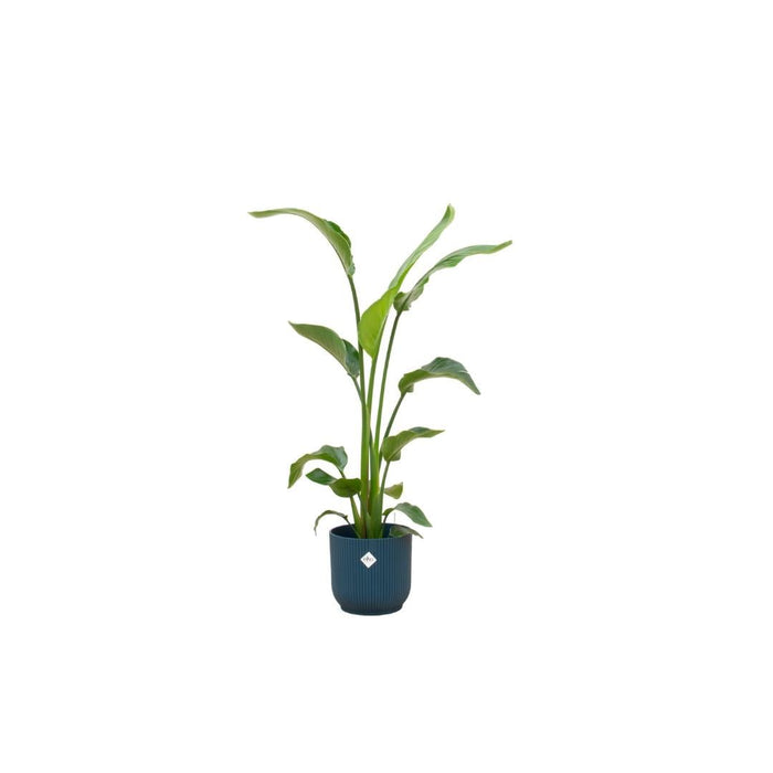 Strelitzia Nicolai 120 Cm Og Dens Pot