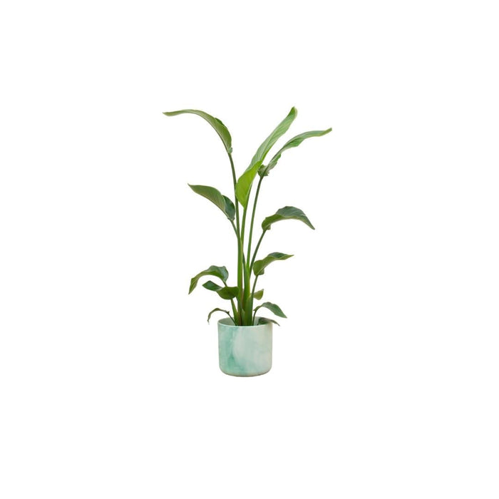 Strelitzia Nicolai 120 Cm Og Dens Pot