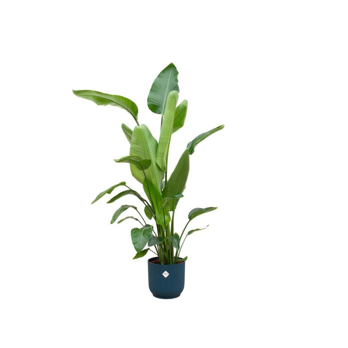 Strelitzia Nicolai 160 Cm Og Dens Gryte