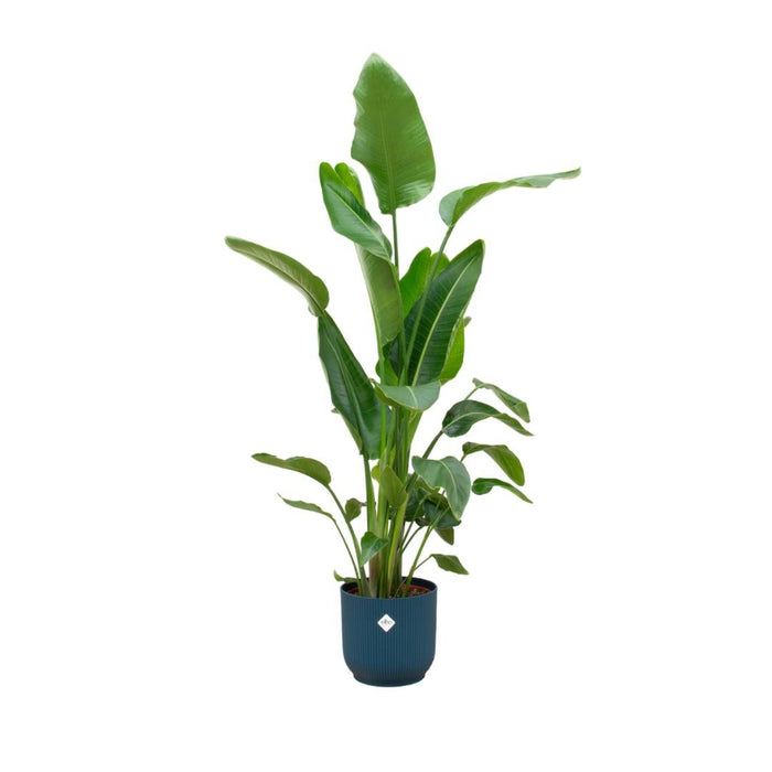 Strelitzia Nicolai 170 Cm Og Dens Pot