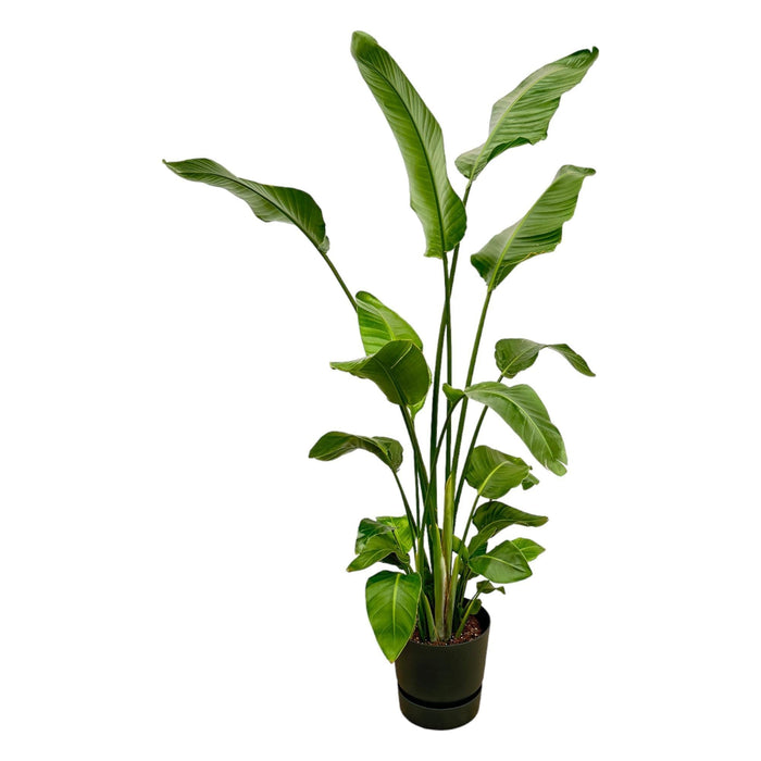 Strelitzia Nicolai 170 Cm Og Dens Pot