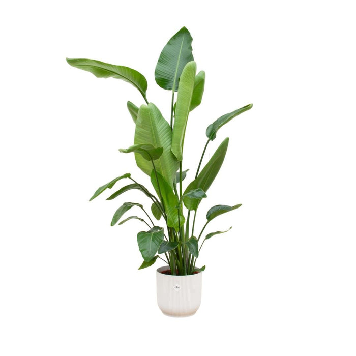 Strelitzia Nicolai 170 Cm Og Dens Pot