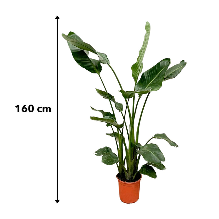 Strelitzia Nicolai