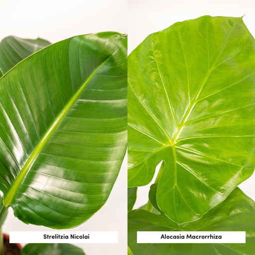 Strelitzia Nicolai, Alocasia Macrorrhiza - Sett Med 2