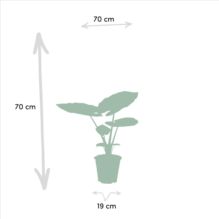 Strelitzia Nicolai, Alocasia Macrorrhiza - Sett Med 2