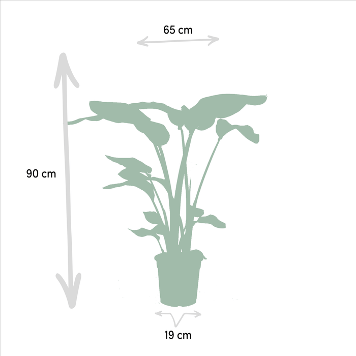 Strelitzia Nicolai, Alocasia Macrorrhiza - Sett Med 2