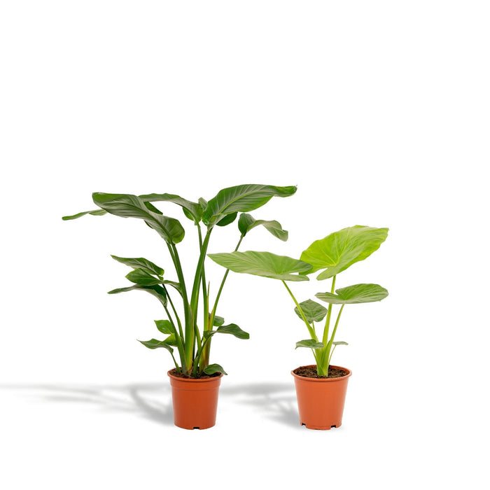 Strelitzia Nicolai, Alocasia Macrorrhiza - Sett Med 2