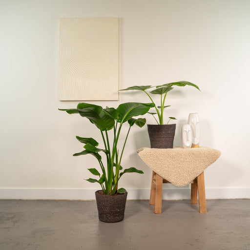 Strelitzia Nicolai - Sett Med 2 Planter - Gaveeske