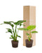 Strelitzia Nicolai - Sett Med 2 Planter - Gaveeske