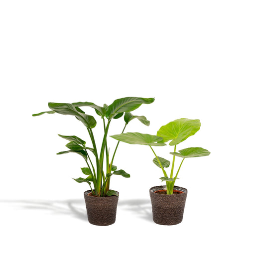 Strelitzia Nicolai - Sett Med 2 Planter - Gaveeske