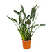 Strelitzia Reginae Xl