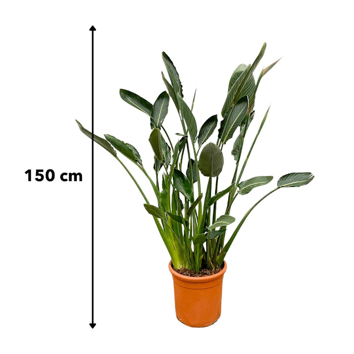 Strelitzia Reginae Xl