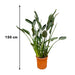 Strelitzia Reginae Xl