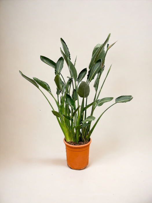 Strelitzia Reginae Xl