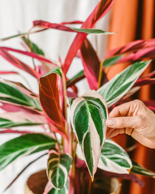 Stromanthe - Calathea Triostar