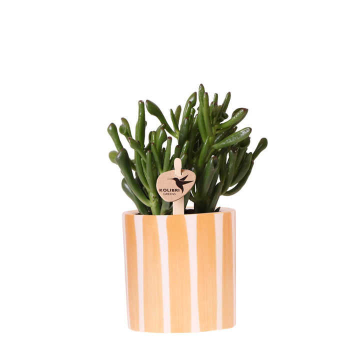 Sukkulent Crassula Hobbit + Pot Painted Stripe Orange