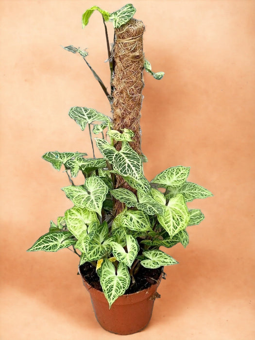 Syngonium Batikk