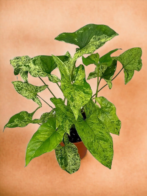 Syngonium Flekkete