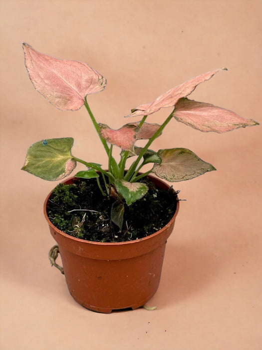 Syngonium Pink Perfection