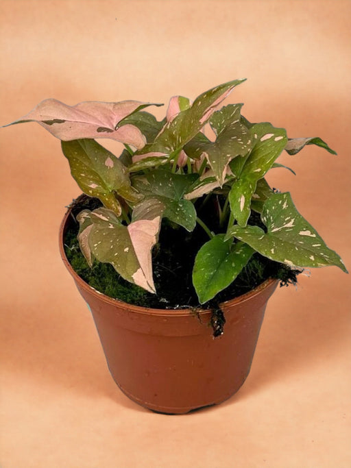 Syngonium Rød Flekk