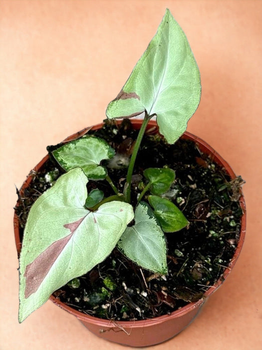 Syngonium Jordbærmelk