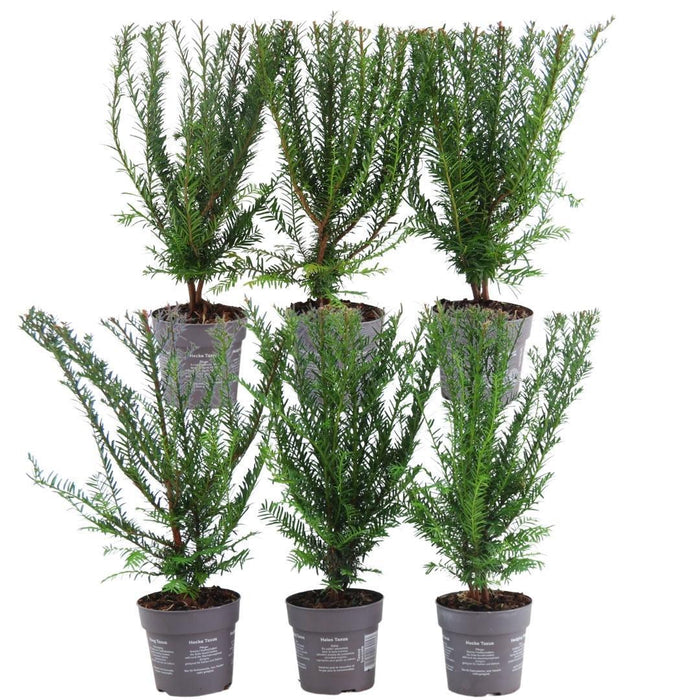 Taxus Baccata - Sett Med 6 Stk