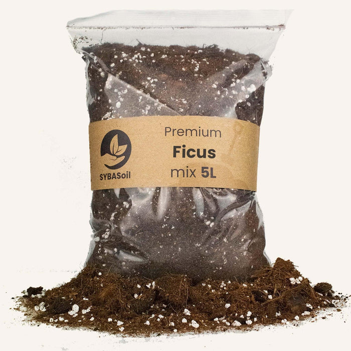 Ficus Pottejord - 5L