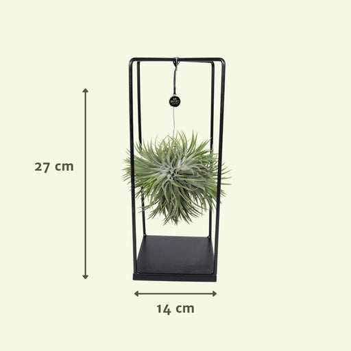 Tillandsia Og Dens Kubestøtte