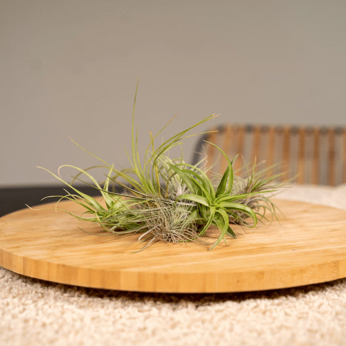 Tillandsia - Sett Med 20 Planter - Gaveeske