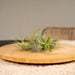 Tillandsia - Sett Med 20 Planter - Gaveeske