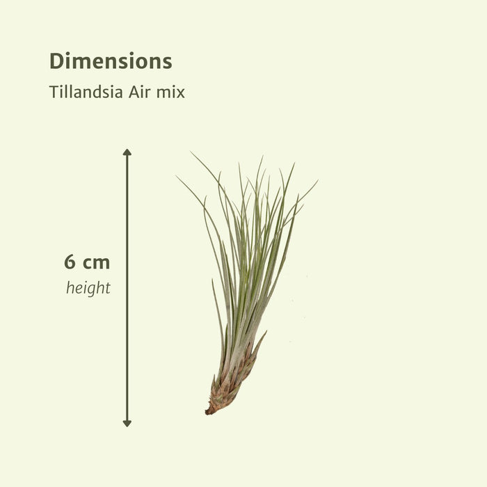 Tillandsia - Sett Med 20 Planter - Gaveeske