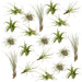 Tillandsia - Sett Med 20 Planter - Gaveeske