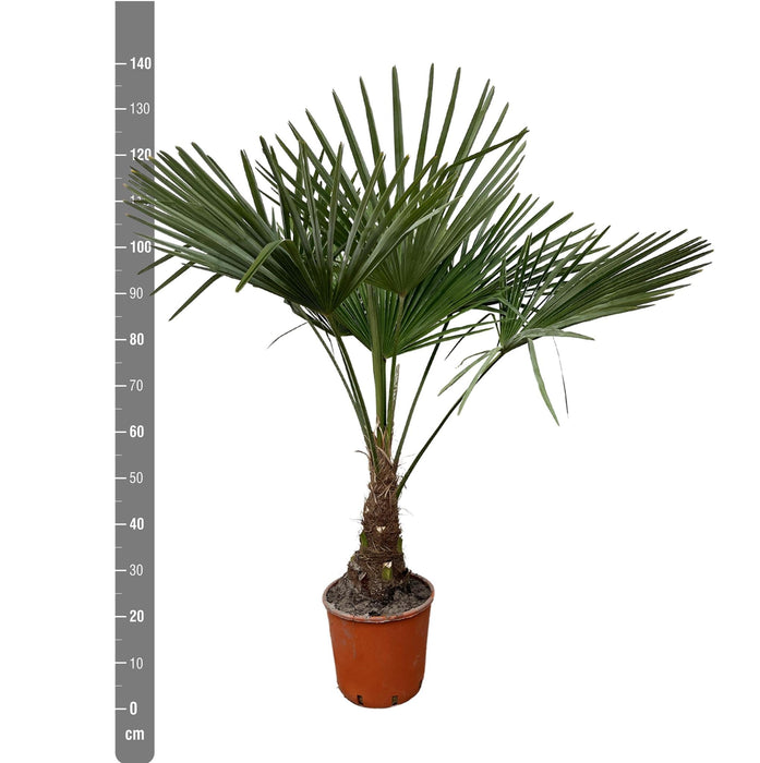 Trachycarpus