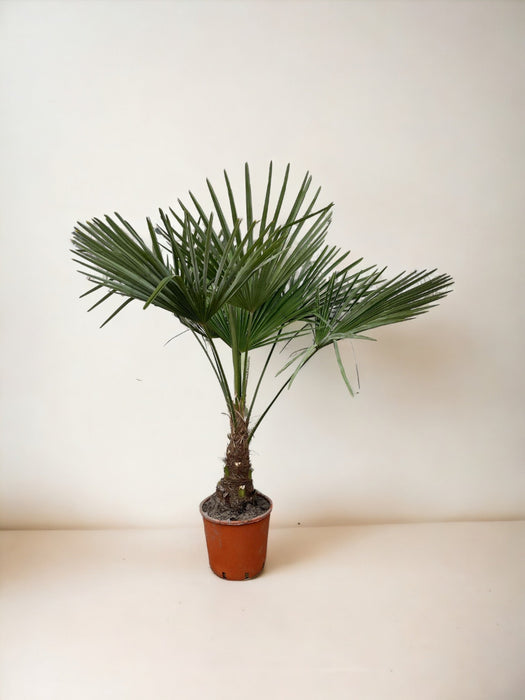 Trachycarpus