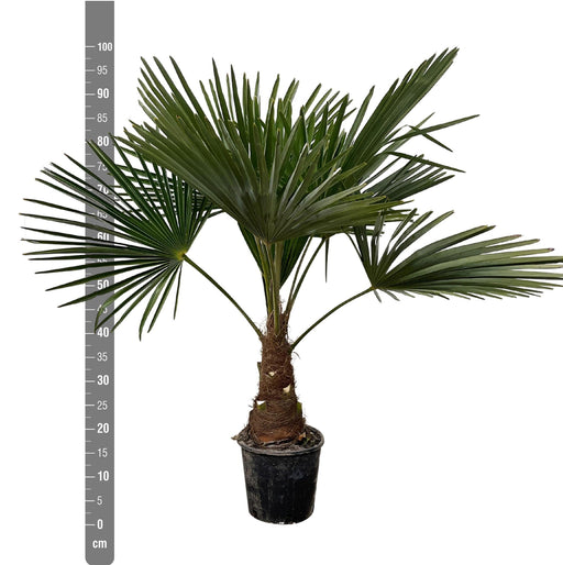 Trachycarpus Palme