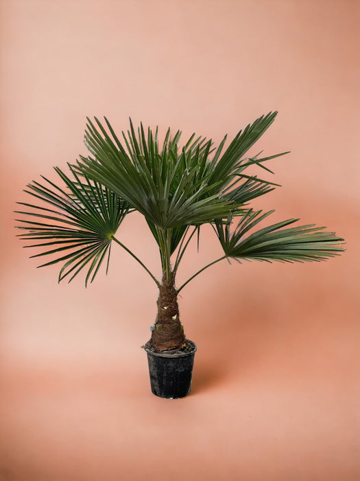 Trachycarpus Palme