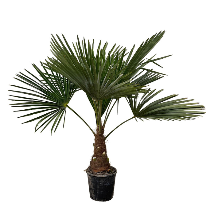 Trachycarpus Palme