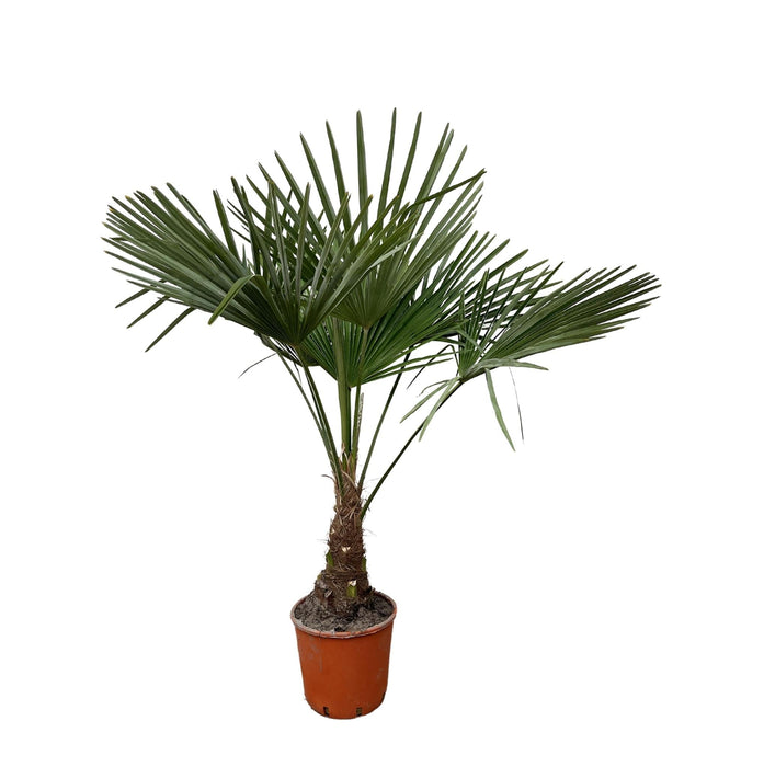 Trachycarpus