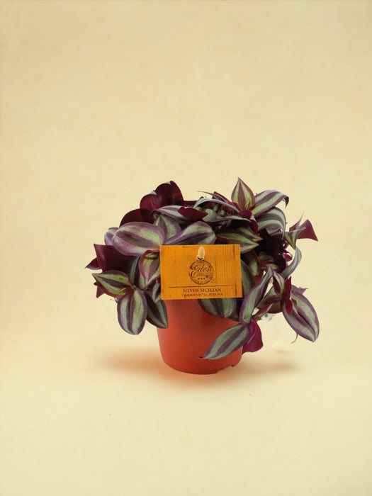 Tradescantia Zebrina