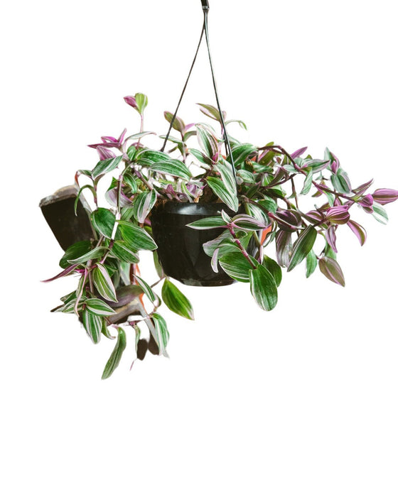 Tradescantia Zebrina Violet