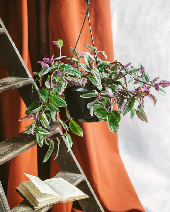 Tradescantia Zebrina Violet