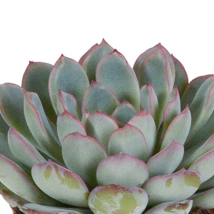 Trio Av Echeveria Og Deres Hvite Plantepotter H15Cm