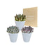 Trio Av Echeveria Og Deres Hvite Plantepotter H15Cm